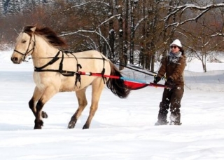  Skijoring al trole 